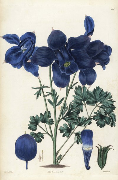 アルプスコロンバイン、Aquilegia alpina。エドワード・ダルトン・スミスの植物図版をもとにウェッデルが手彩色した銅版画。 作： Unbekannter Künstler