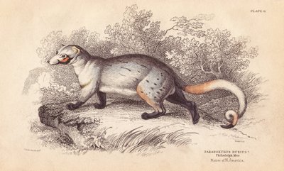 アメリカパラドキシド、Paradoxurus dubius。フィラデルフィア博物館の標本より。エジンバラのWilliam Jardine