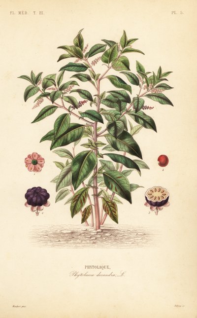 アメリカン・ポークウィード、Phytolacca americana、Phytolacca decandra、Phytolaque 作： Unbekannt