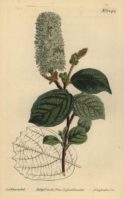 アメリカン・ウィッチ・ヘーゼル（Fothergilla gardenii）（Broad-leaved fothergilla, Fothergilla alnifolia major 作： Unbekannt