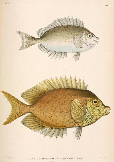 Amphacanthus dorsalis、Amphacanthus corallinus、インドネシア 作： Unbekannter Künstler