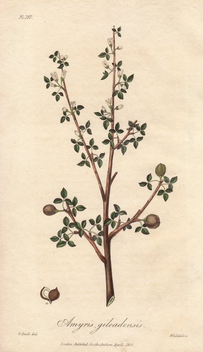 アミリス・エレミフェラまたはエレミ・ツリー（Commiphora gileadensis） ロンドンで出版されたジョン・ステファンソンとジェームズ・モース・チャーチルによる「医学植物学、ロンドン、エディンバラ、ダブリンの薬用植物の説明」の挿絵としてウィリアム・クラークが描いた強い水。 作： Unbekannter Künstler