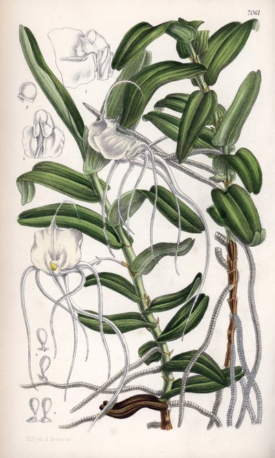 Angraecum germinyanum, マダガスカル白ラン。フランスのアドリアン・ド・ジェルミニー伯爵にちなむ。マチルダ・スミス(1854-1926)のデッサン、J.N.フィッチによる石版画、ジョセフ・ダルトン・フッカー著、カーティス植物誌、イギリス、ロンドンでL.リーブにより出版。 作： Unbekannter Künstler