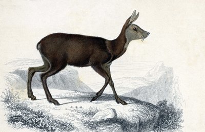 アニマルボード：シェブロテン（Moschus Pygnueus）。シャルル・ドルビニー著 "Dictionnaire universel d
