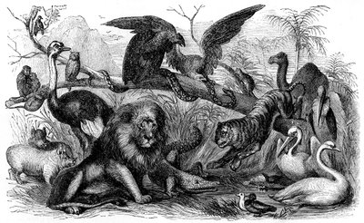 イスラエル人が食べることを禁じられた動物 - 聖書 作： Unbekannter Künstler