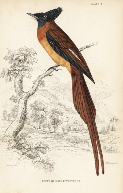 アンノボン・パラダイス・ヒタキ, Terpsiphone smithii, Vulnerable.(Rufos-bellied flycatcher, Muscipeta rufiventer）。William Jardine