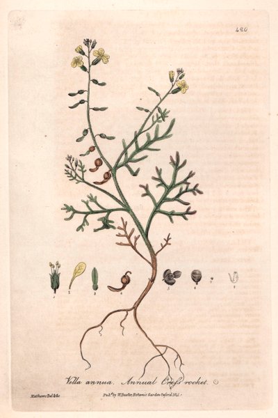 ウィリアム・バクスター(1788-1871)著 "English Botanical Phenomenes "より、アイザック・ラッセル作、チャールズ・マシューズ彫の植物図版。 作： Unbekannter Künstler