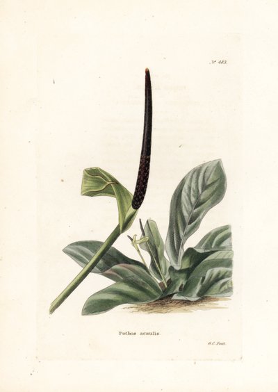 アンスリウム・バーズネストまたはアンスリウム・キャベツ（Pothos acaulis） - ジョージ・クックによる石版画、イギリスの雑誌『Conrad Loddiges Botanical Cabinet』（1738-1826）のために制作。 作： Unbekannter Künstler