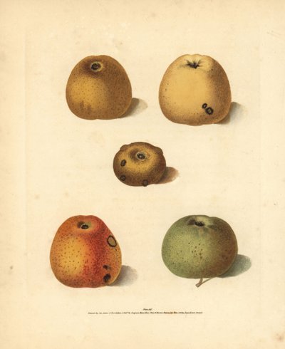 リンゴの品種、Malus domestica：フランクリン・ゴールデン・ピピン、ブランチャード・ピピン、ゴールデン・ピピン、ゴールデン・ノブ、ロバートソン・ピピン。ジョージ・ブルックショーが自身の「ポモナ・ブリタニカ」（ロンドン、ロングマン）から抜粋したイラストの手彩色スティプル・エングレーヴィング、 作： Unbekannter Künstler