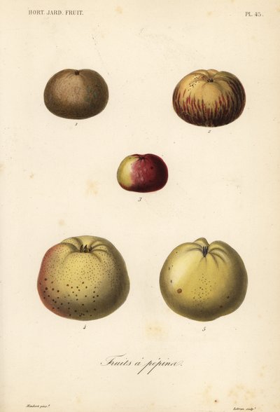 リンゴの品種、Malus pumila 作： Unbekannt