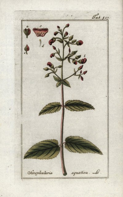 水生スクロフラ（Scrophularia aquatica）。オランダ、ヨハネス・ゾーン（1739-1799）作「Afbeelding der Artseny-Gewassen」のリトグラフ。 作： Unbekannter Künstler