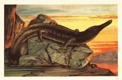 岩の上で日向ぼっこするアルケゴサウルス・デケニ 1908年（リトグラフ） 作： Unbekannter Künstler
