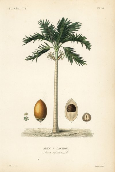 アレカナットヤシの木、Areca catechu、Arec a cachou 作： Unbekannt
