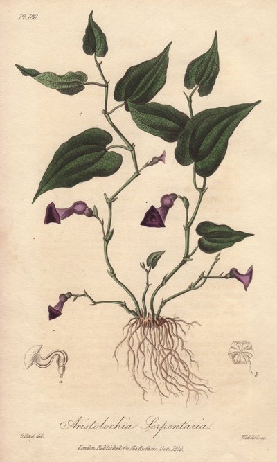 アリストローチェ（Aristolochia serpentaria） - ジョン・チャーチルがロンドンで出版したジョン・ステファンソンとジェームズ・モース・チャーチルの「医学植物学、ロンドン、エジンバラ、ダブリンの薬用植物の説明」の挿絵としてウィリアム・クラークが描いた強い水。 作： Unbekannter Künstler