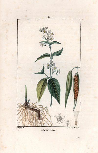Asclepiade ou herbe à la wadding ou herbe aux parruches - ピエール・ジャン・フランソワ・トゥルパン（1775-1840）のデッサンから、ランベール・フィルのエングレーヴィング。 作： Unbekannter Künstler