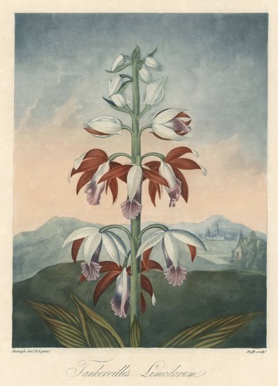 ロバート・ソーントン博士（1768-1837）著『The Temple of Flora』より抜粋。 作： Unbekannter Künstler