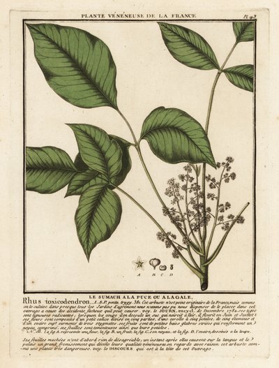 大西洋毒オーク、Toxicodendron pubescens。 作： Unbekannter Künstler