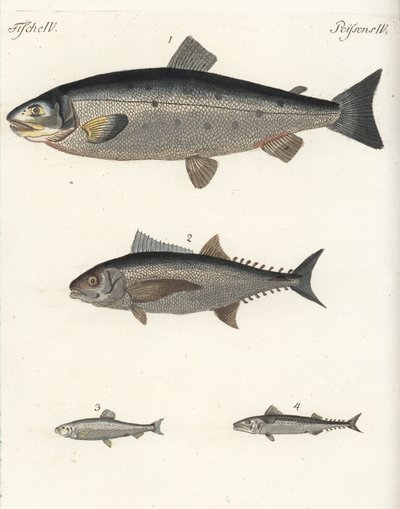 大西洋サケ（Salmo salar）1、マグロ（Thunnus species）2、大西洋ニシン（Clupea harengus）3、大西洋サバ（Scomber scombrus）4。フリードリヒ・ヨハン・ベルトゥヒの『子供のための絵本』（Bilderbuch fur Kinder）より、手彩色の銅版画。 作： Unbekannter Künstler