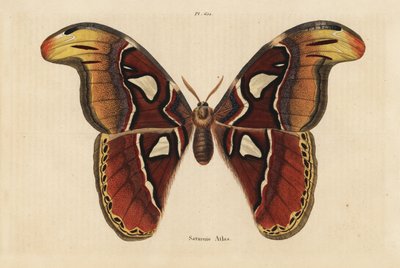 アトラス・モス（Attacus atlas 作： Unbekannt