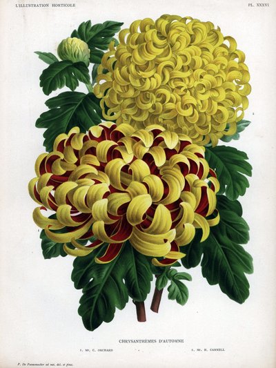 秋の菊の交配種：M.C.オーチャードは黄色の大輪と深紅の花を咲かせ、M.H.キャンネルは黄色の大輪を咲かせる。 作： Unbekannter Künstler