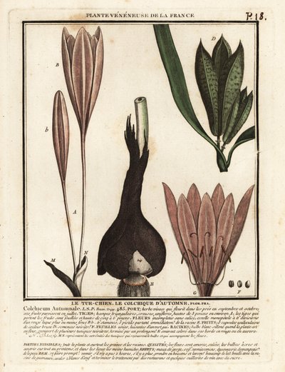 秋のクロッカス、Colchicum autumnale。 作： Unbekannter Künstler