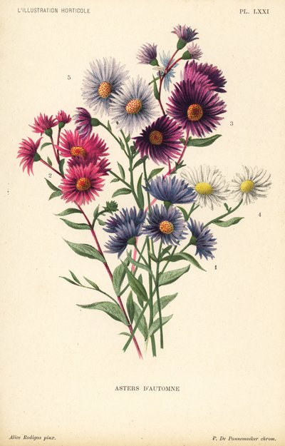 秋のアスター：Aster novae angliae var. Constance、Aster novae angliae var. Ruber、Aster novae angliae var. Bowman、Aster amygdalinus、Aster novi belgii Robert Parker。アリス・ロディガスのイラストをもとにピーテル・デ・パンネマカーがクロモリトグラフで制作。 作： Unbekannter Künstler