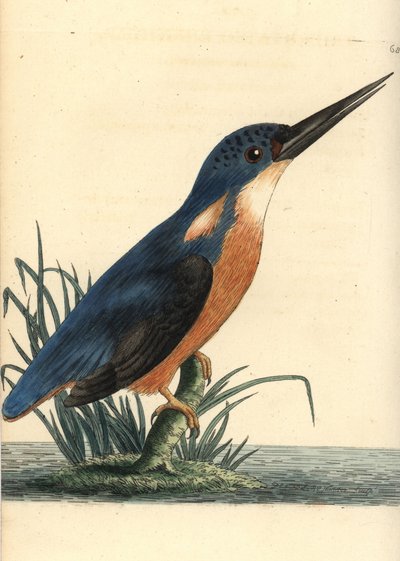 紺碧のカワセミ、Ceyx azureus（三叉のカワセミ、Alcedo tribrachys）。リチャード・ポリドール・ノダー作。ジョージ・ショーとフレデリック・ノダーの『The Naturalist