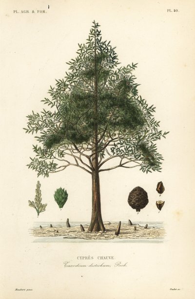 ハゲヒノキまたはスワンプヒノキ、Taxodium distichum、Cypres chauve 作： Unbekannt