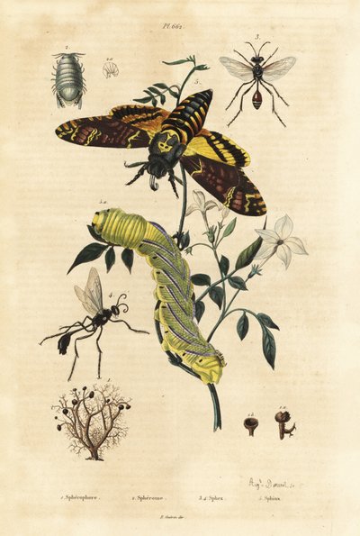 球状の地衣類 Sphaerophorus globulus 1、Dynamene crustacean 2、digger wasps Sphex species 3,4、African death