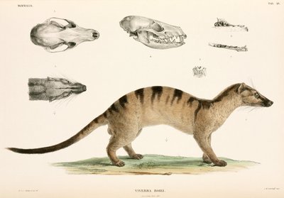 シベットジャコウネコ、インドネシア 作： Unbekannter Künstler