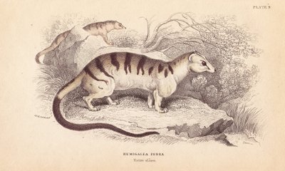 バンデッドパームシベットキャット、Hemigalus derbyanus（Hemigalea zebra）。絶滅危惧種。エジンバラのWilliam Jardine