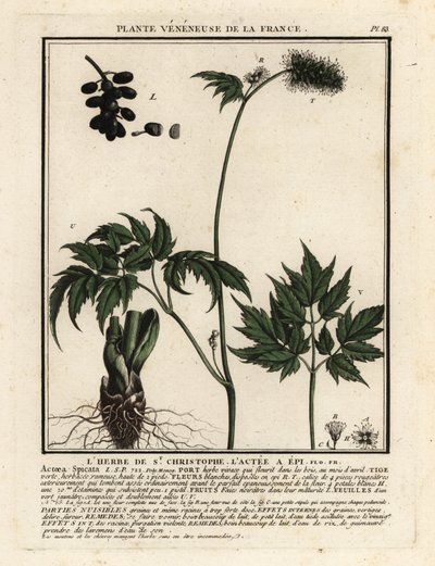 ベインベリー、Actaea spicata。 作： Unbekannter Künstler