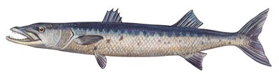 バラクーダ - オオバラクーダ (Sphyraena barracuda) 作： Unbekannter Künstler