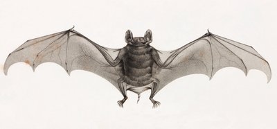 エジプトのコウモリ 作： Unbekannt