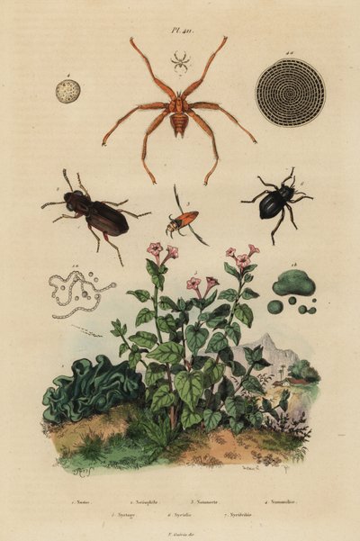大きな目の甲虫、Notiophilus biguttatus、背中の甲虫、Nononecta種、ヌンムライトの化石、暗い目の甲虫、Nyctelia種、バットフライ、Nycteribia種 作： Unbekannt