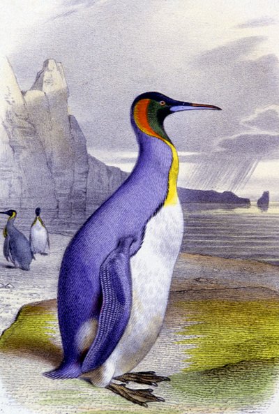 ビッグ・ペンギン 1850年頃（リトグラフ） 作： Unbekannter Künstler