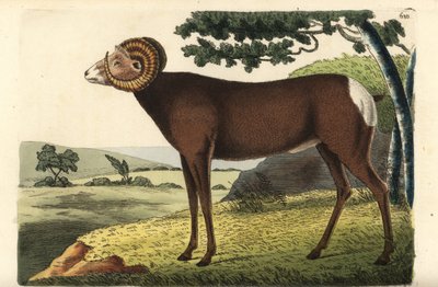 オオツノヒツジまたはカナダヒツジ。Ovis canadensis。リチャード・ノダー（Richard Polydore Nodder）により描かれ、彫られたイラスト。George Shaw and Frederick Nodder