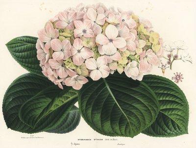 大葉アジサイ、Hydrangea macrophylla (Hydrangea otaksa)。Louis van Houtte and Charles Lemaire