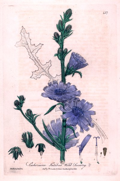 苦いチコリ（Cichorium intybus）植物図版（ウィリアム・バクスターとチャールズ・マシューズ著「英国形質植物学」1841年刊より 作： Unbekannter Künstler