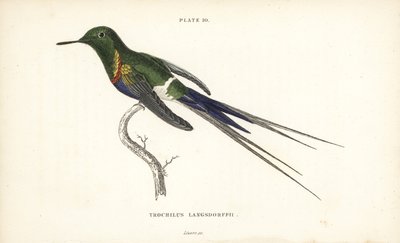 クロハラハチドリ（Discosura langsdorffi）。Sir William Jardine