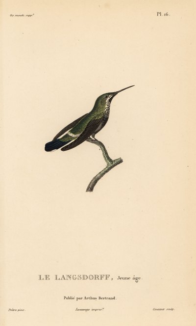 Black-bellied thorntail, Discosura langsdorffi (Ornismya langsdorfii)。未成熟。Rene Primevere Lesson