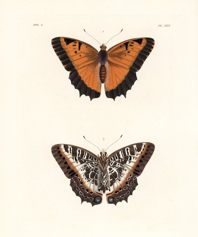 上1面、下2面。ジョン・O・ウェストウッドによるドルー・ドリーの新版 "Illustrations of Exotic Entomology "の手彩色リトグラフ。 作： Unbekannter Künstler