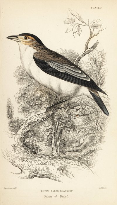 ブラッククラウン・ティティラ、ティティラ・インクイジター（Rufos-eared black-cap, Psaris erythrogenys）。Sir William Jardine