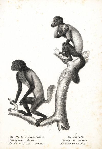 クロアゲウアカリ（Cacajao melanocephalus ouakary、Brachyurus ouakari）とヒゲイサキ（Chiropotes israelita、Brachyurus israelita）。カール・ヨーゼフ・ブロートマンによるリトグラフ（ハインリヒ・ルドルフ・シンツ著『図説動物博物誌』より）。 作： Unbekannter Künstler