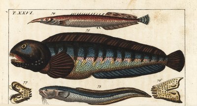 Black fin dungeon - Crete Siam fish (or Petite Masta, Ocellee Eel, Trumpet or Spiny Eel) - Wolf fish - MacroSnake blenny, Ophidion barbatum 73, lesser spiny eel, Macrognathus aculeatus 74, Wolf fish, Anarhichas lupus 75, and its jaw and teeth 76,77.ハンドコ 作： Unbekannter Künstler