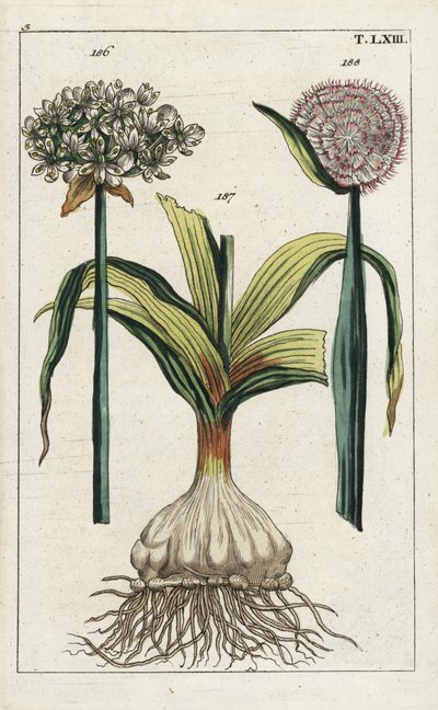 黒ニンニク（Allium nigrum）186とタマネギ（Allium cepa）球根187と花188。G. T. Wilhelmの "Unterhaltungen aus der Naturgeschichte"（自然史百科事典）に掲載された植物図版の手彩色銅版画。 作： Unbekannter Künstler