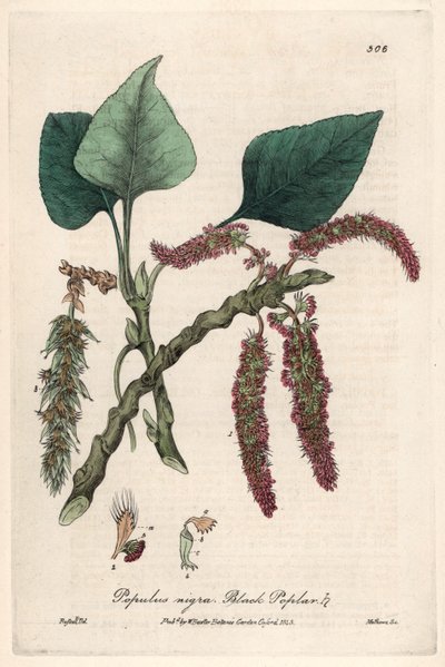 アイザック・ラッセル作、チャールズ・マシューズ彫刻、ウィリアム・バクスター(1788-1871)著 "English Botanical Phenomenes "より。 作： Unbekannter Künstler