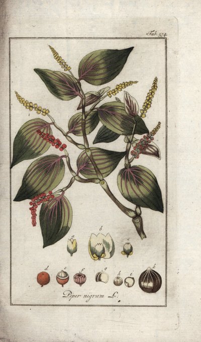 黒胡椒の皿（Piper nigrum）。オランダ、ヨハネス・ゾーン（1739-1799）作「Afbeelding der Artseny-Gewassen」のリトグラフ。 作： Unbekannter Künstler
