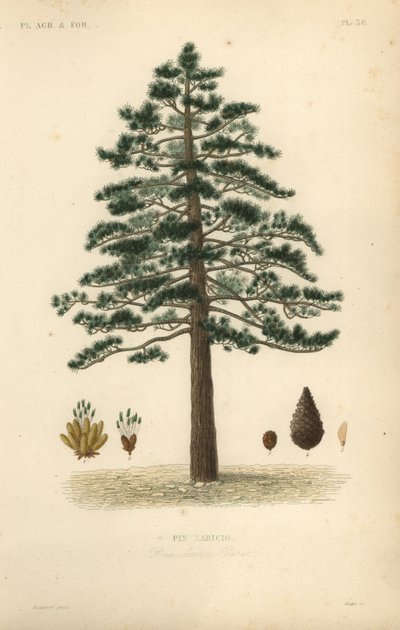黒松またはオーストリア松（Pinus nigra subsp. 作： Unbekannt