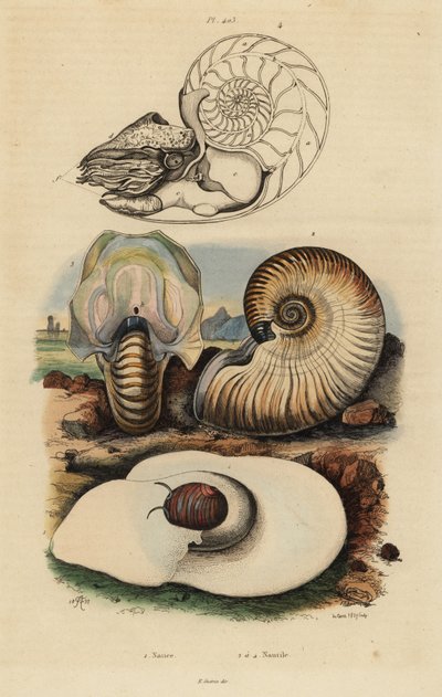 Bladder moon snail, Neverita didyma 1, crusty nautilus, Nonion umbilicatulum 2, and chambered nautilus, Nautilus pompilius 3,4 作： Unbekannt